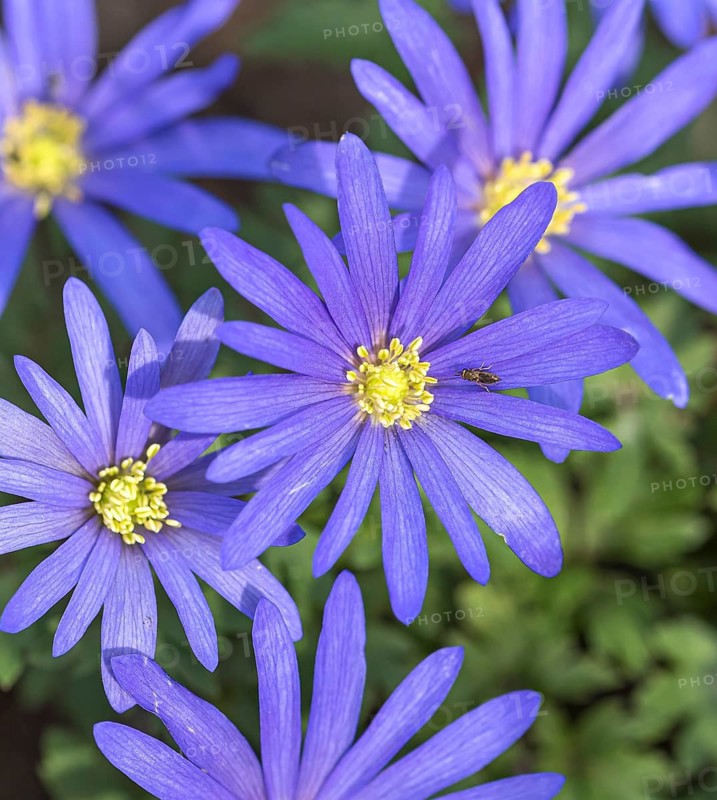Spring Anemone (Anemone blanda 'Blue Shades'),  Germany