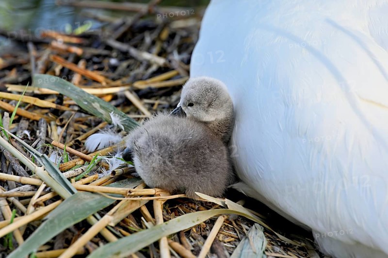Mute swan (Cygnus olor), chick sitting on nest, Cham, Lake Zug, Canton Zug, Switzerland