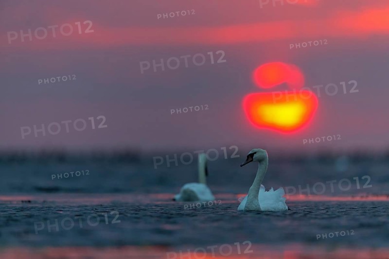 Höckerschwan, Mute Swan, Cygnus olor, Cygne tuberculé, Cisne Vulgar