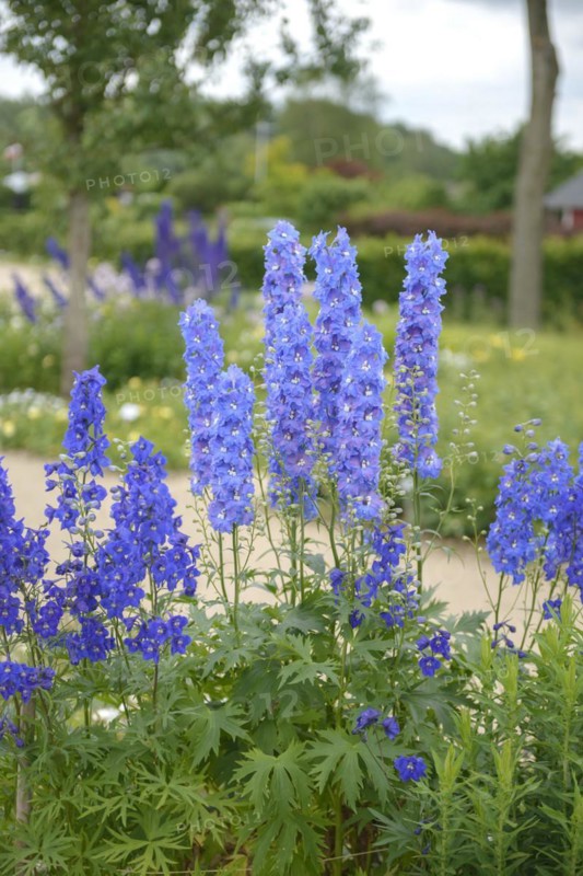 Delphinium (Delphinium 'Atlantis'), IGS Hamburg 2013, Hamburg, Hamburg, Germany