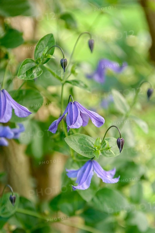 Clematis viticella, An den Dorfwiesen 9, Federal Republic of Germany