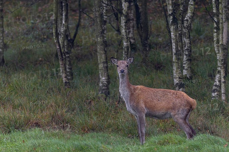 Rarely have I been able to observe such a strikingly beautiful red deer (Cervus elaphus), just look at the black-rimmed eavesdroppers and the eyes, rutting season, rutting season, deer rut, October, Denmark