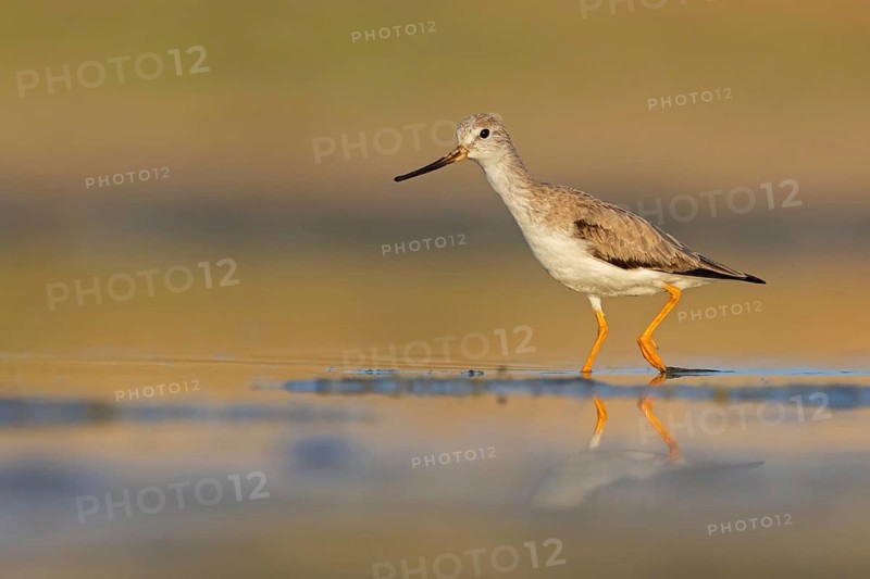 Terek sandpiper, (Xenus cinereus), animal, animals, bird, birds, snipe family, snipe, biotope, habitat, foraging Salalah, Raysut, Sohar, Oman
