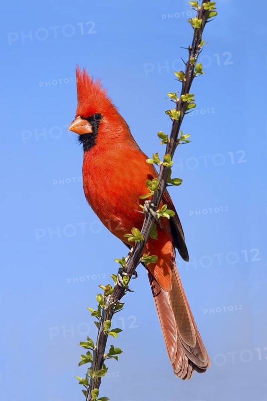 Northern Cardinal Cardinalis cardinalis superbus Tucson, ARIZONA, United States 1 March Adult Male on Ocotillo. Cardinalidae