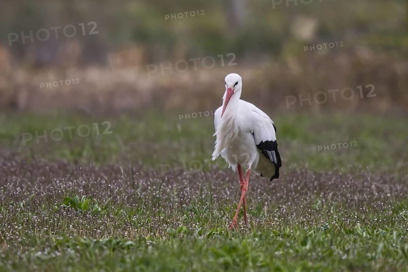 White Stork (Ciconia ciconia) foraging, North Rhine-Westphalia, Germany