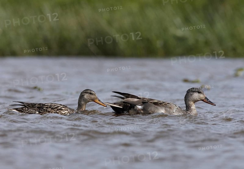 Gadwall (Mareca strepera) pair, Schleswig-Holstein, Germany