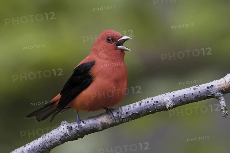 Scarlet Tanager (Piranga olivacea) singing male, Ontario, Canada