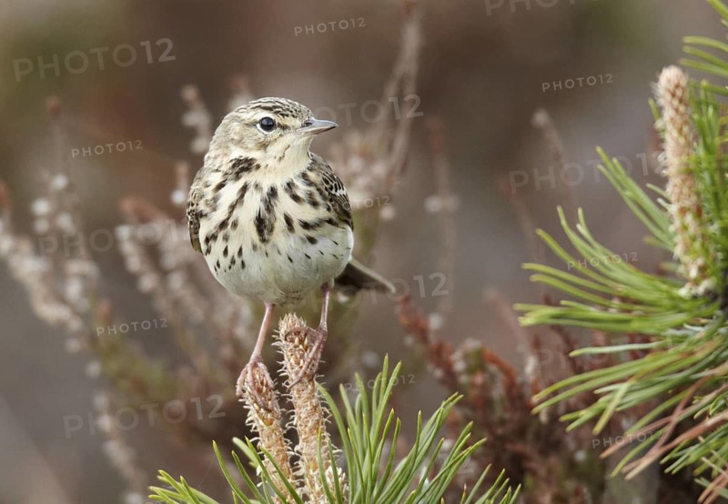Tree Pipit (Anthus trivialis), Ringkoebing Fjord, Loenborg Hede, Denmark