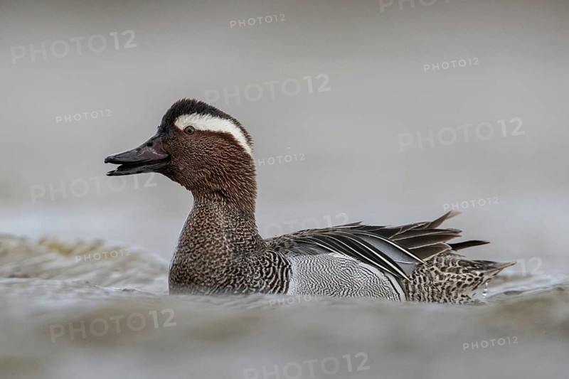 Garganey (Spatula querquedula) male, Schleswig-Holstein, Germany
