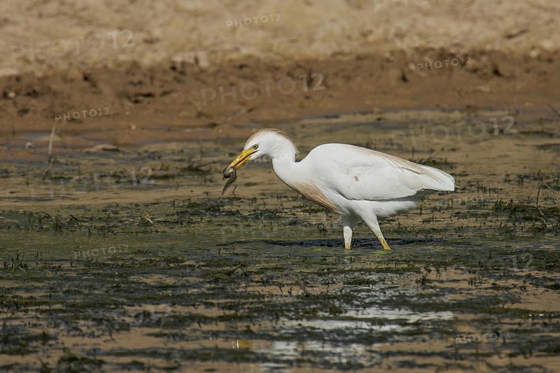 Western Cattle Egret (Bubulcus ibis) with fish prey in beak, Spain