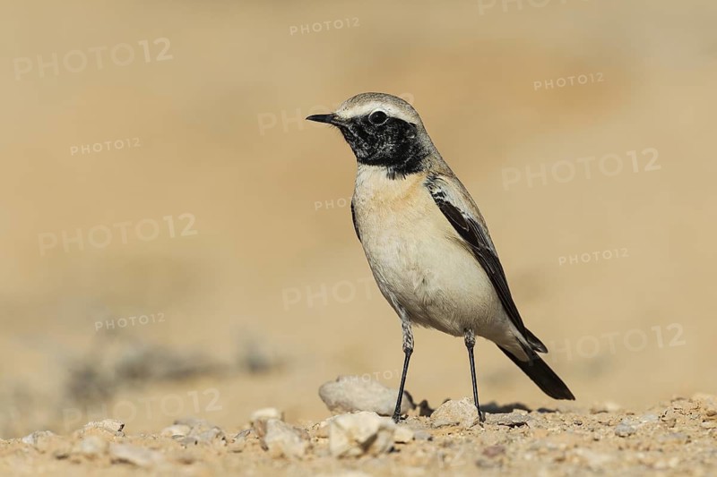 Desert Wheatear (Oenanthe deserti homochroa) male, Eilat, Israel