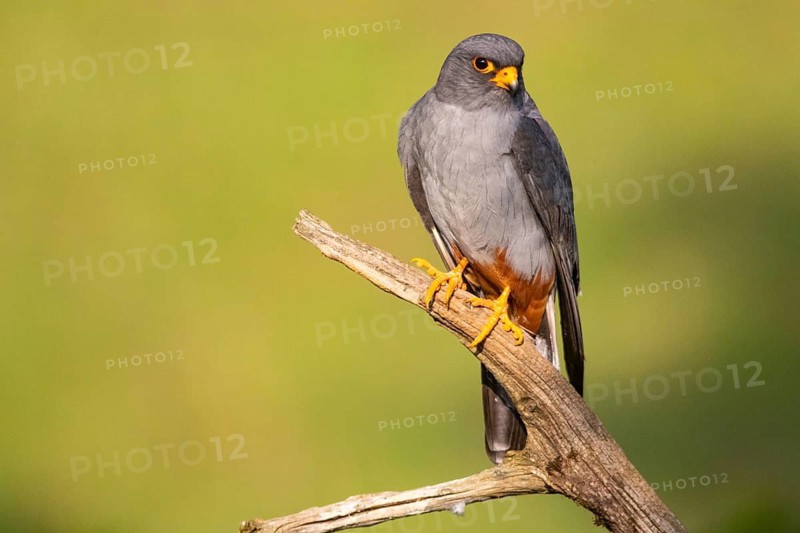 Red-footed falcon (Falco vespertinus) male, Hungary, Red-footed Falcon, Hungary
