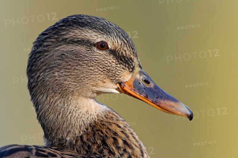 Mallard, (Anas platyrhynchos), animals, duck birds, portrait, female, sideways, Luisenpark, Mannheim, Baden-Württemberg, Germany