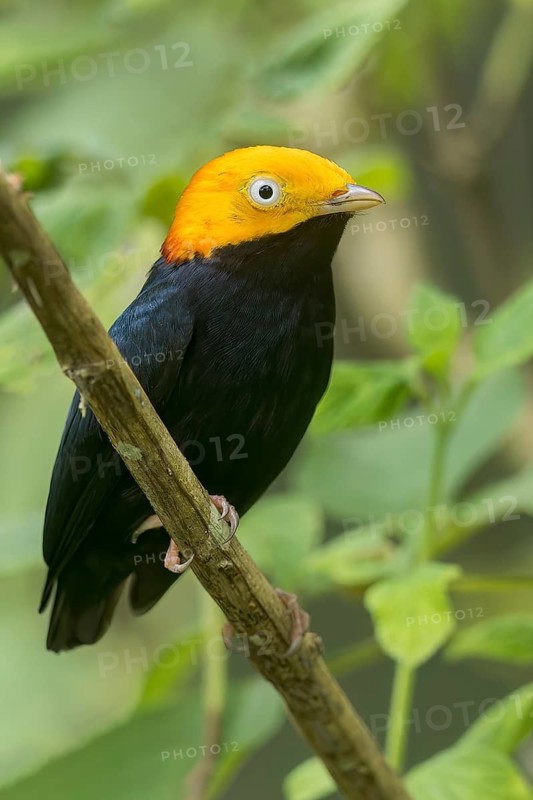 Golden-headed Manakin (Pipra erythrocepala) perched on a branch in Panama