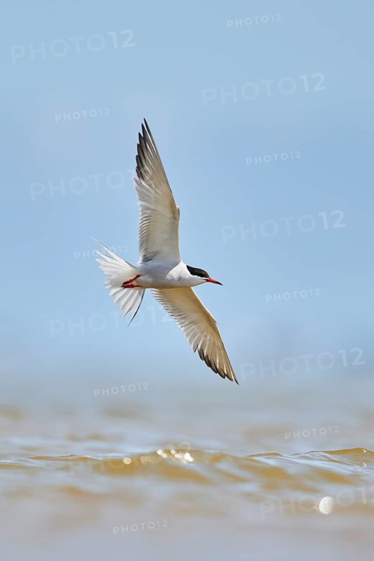 Elegant tern (Thalasseus elegans) flying in the sky above the sea, hunting, ebro delta, Catalonia, Spain