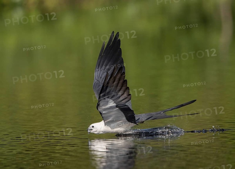 Swallow-tailed Kite (Elanoides forficatus) drinking in flight, Florida, USA