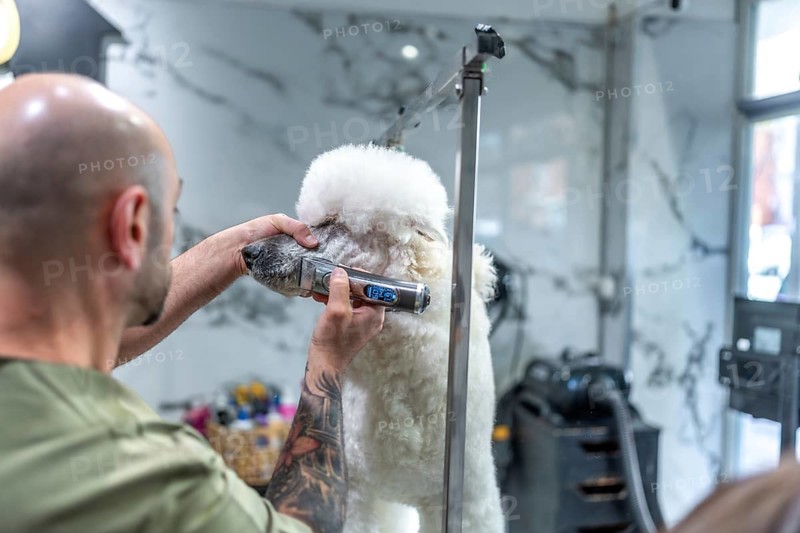 Professional groomer providing pet care service, using electric clippers to trim a white poodle's fur in a salon, focusing on hygiene and grooming details