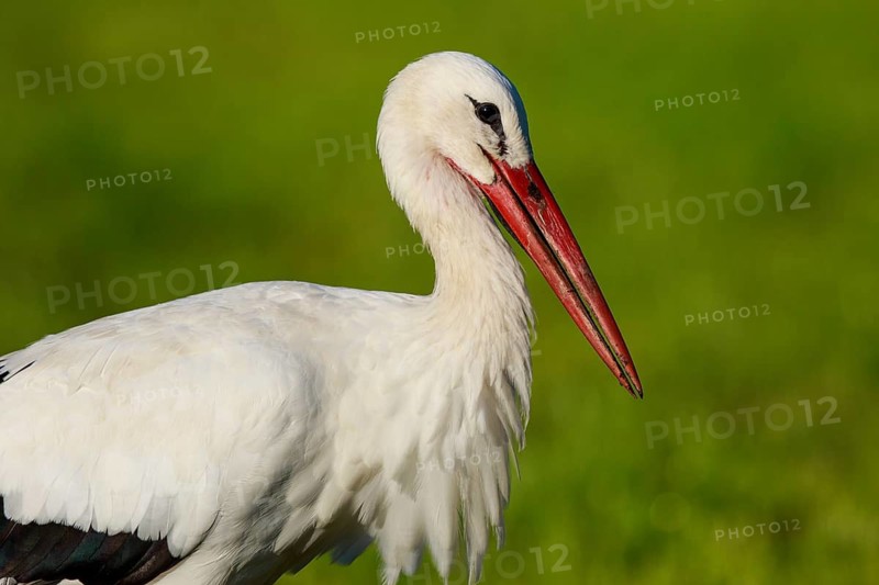 White Stork (Ciconia ciconia) male foraging, North Rhine-Westphalia, Germany