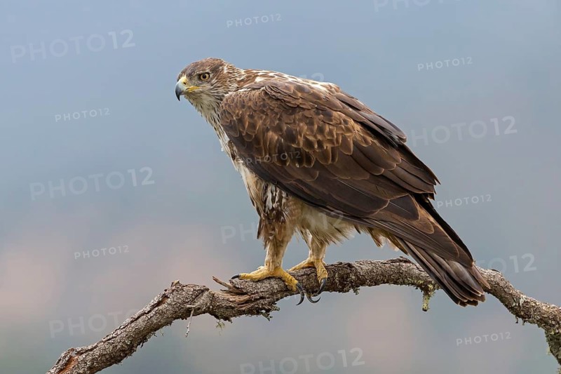 Habichtsadler, Bonelli's Eagle, Hieraaetus fasciatus, Aigle de Bonelli, Águila-azor Perdicera