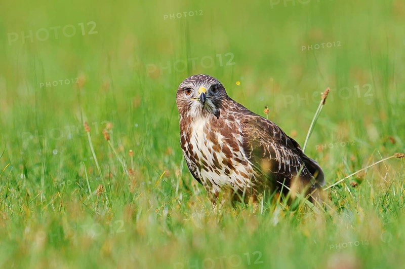 Common buzzard (Buteo buteo) sitting in a meadow, North Rhine-Westphalia, Germany