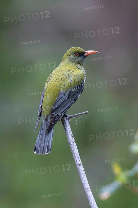 Olive-backed Oriole (Oriolus sagittatus), Victoria, Australia