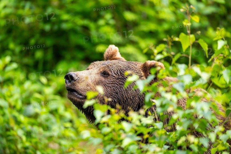 Eurasian brown bear (Ursus arctos arctos) standing between bushes, Bavarian Forest, Bavaria, Germany