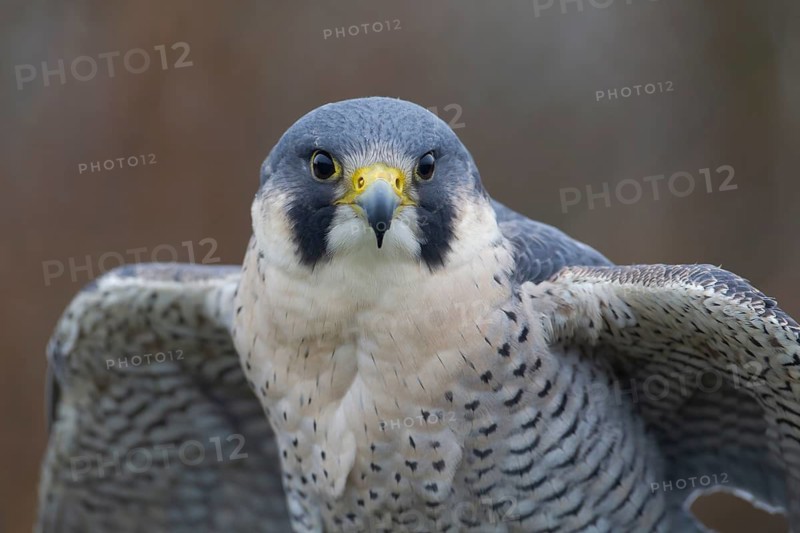 Peregrine falcon (Falco peregrinus) adult bird of prey head portrait, England, United Kingdom