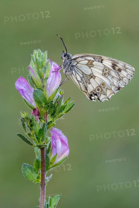 Checkerspot butterfly (Melanargia galathea), Bad Münstereifel, North Rhine-Westphalia, Germany