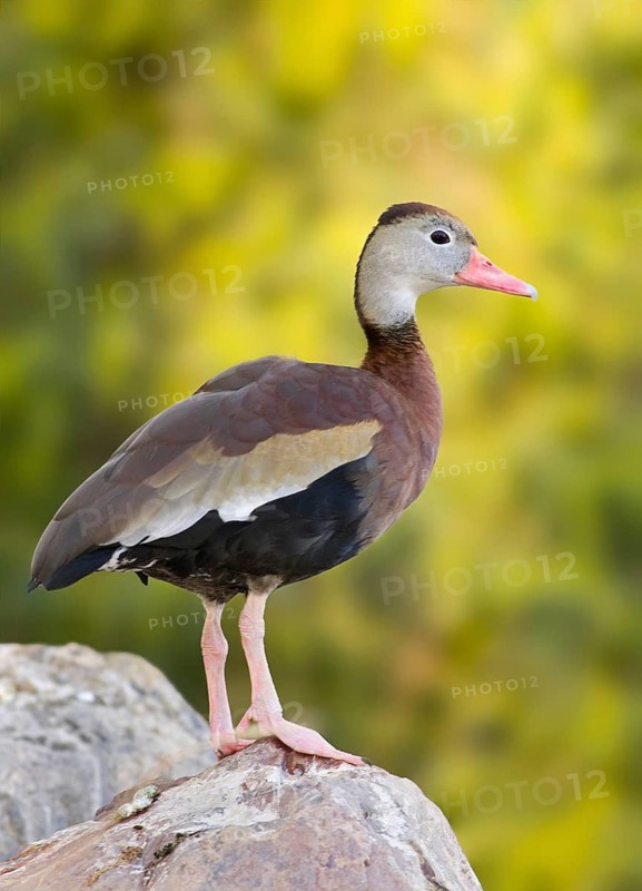 Black-bellied Whistling Duck (Dendrocygna autumnalis), Arizona, USA