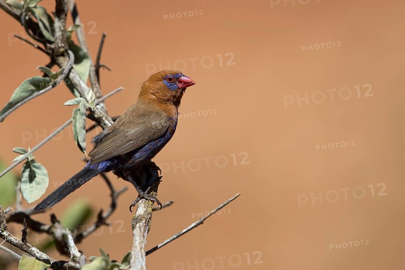 Purple Grenadier (Uraeginthus ianthinogaster) male, perched on a branch, Oromia, Ethiopia