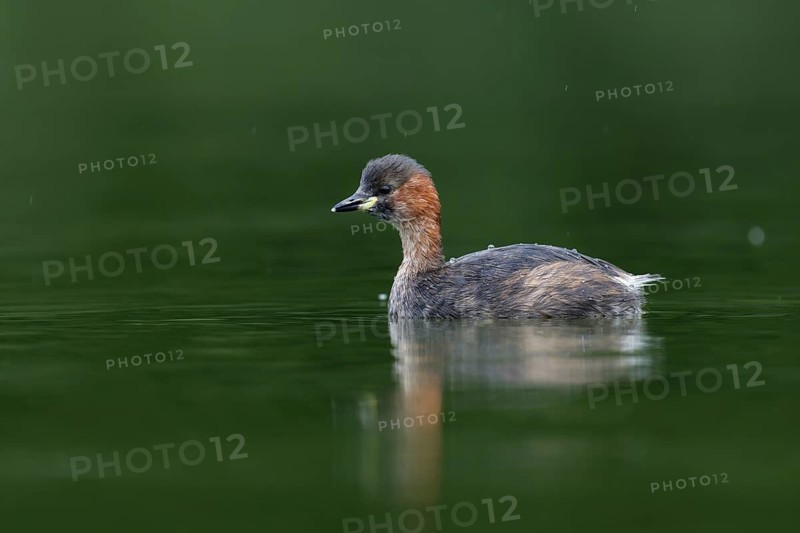Little Grebe (Tachybaptus ruficollis), Saxony, Germany