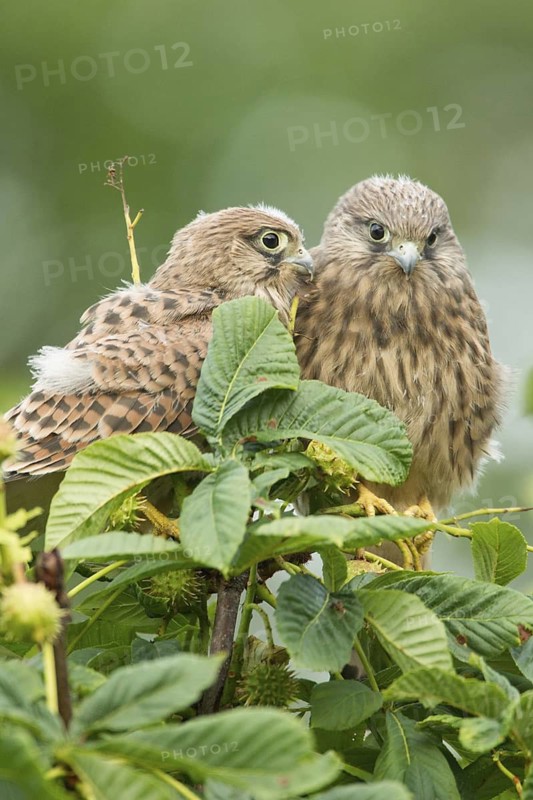 Common Kestrel (Falco tinnunculus) juvenile, Rhineland-Palatinate, Germany
