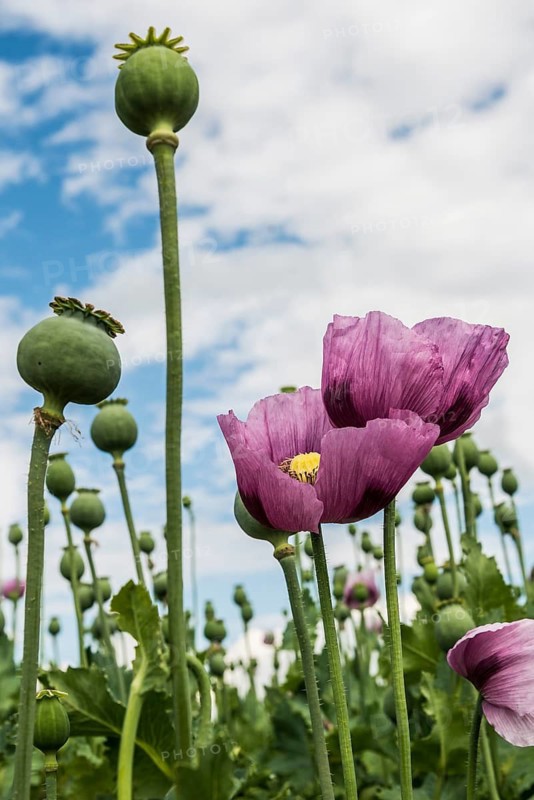 Opium poppy (Papaver somniferum), opium poppy field, Erlenbach, near Heilbronn, Baden-Württemberg, Germany