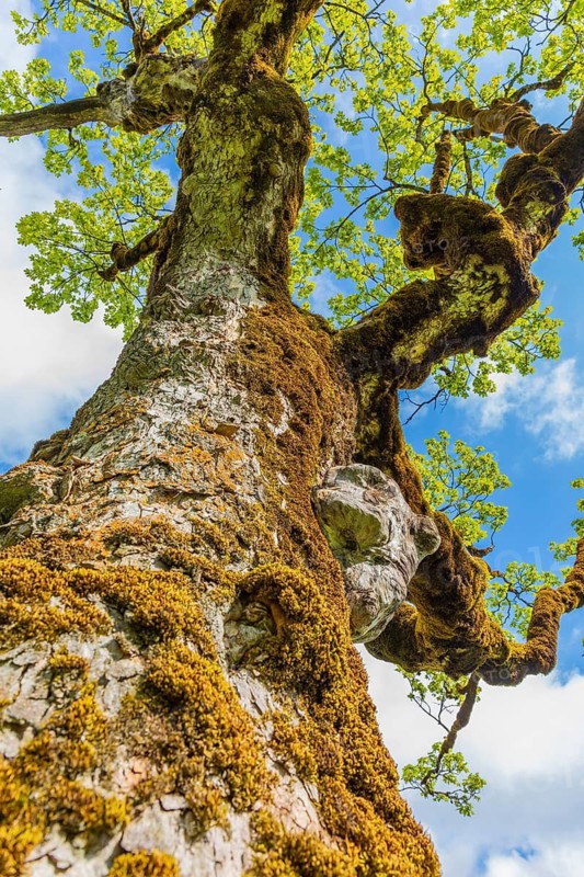 Nature conservancy area Grosser Ahornboden. Sycamore maple trees, Acer pseudoplatanus, in springtime. Karwendel Mountains, Austria