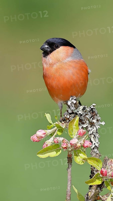 Bullfinch (Pyrrhula pyrrhula) male sitting on a branch with apple blossoms (Malus domestica), Wilnsdorf, North Rhine-Westphalia, Germany