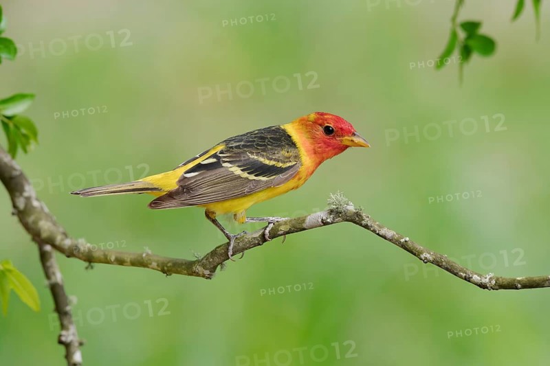 Western Tanager (Piranga ludoviciana) male, Texas, USA