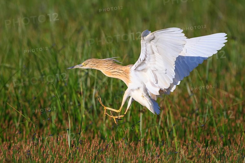 Squacco Heron (Ardeola ralloides) flying, Greece