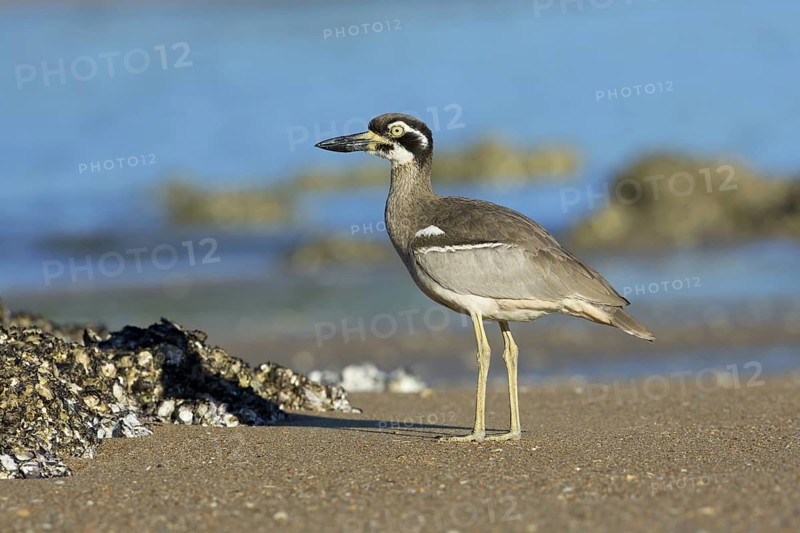 Beach Stone-curlew (Esacus magnirostris), Queensland, Australia