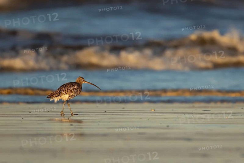 Eurasian curlew (Numenius arquata) adult wading bird walking on a beach, Norfolk, England, United Kingdom