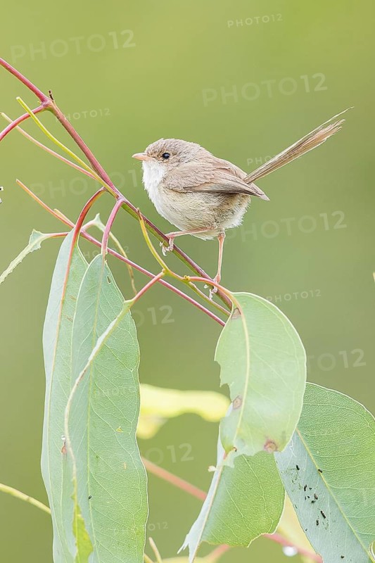 Red-backed Fairywren (Malurus melanocephalus) perched on a branch in eastern Australia