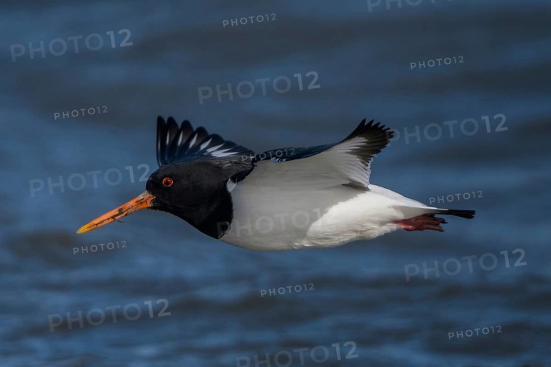 Eurasian Oystercatcher (Haematopus ostralegus) flying, Schleswig-Holstein, Germany