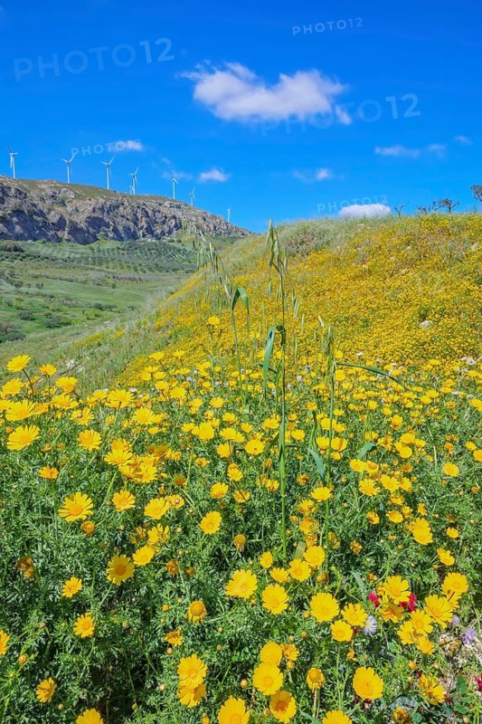 Wild flowers blooming and in the background wind turbines, Realmonte, Agrigento, Sicily, Italy