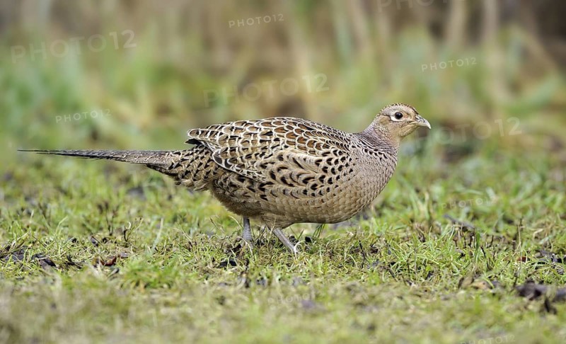 Common Pheasant (Phasianus colchicus) female, British Columbia, Canada