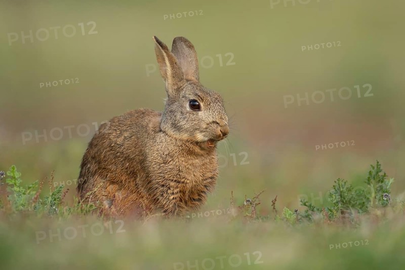 Rabbit (Oryctolagus cuniculus) adult bunny animal yawning in grassland in summer, Suffolk, England, United Kingdom
