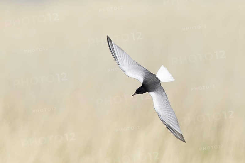 White-winged Tern (Chlidonias leucopterus) flying, Dornod Province, Mongolia