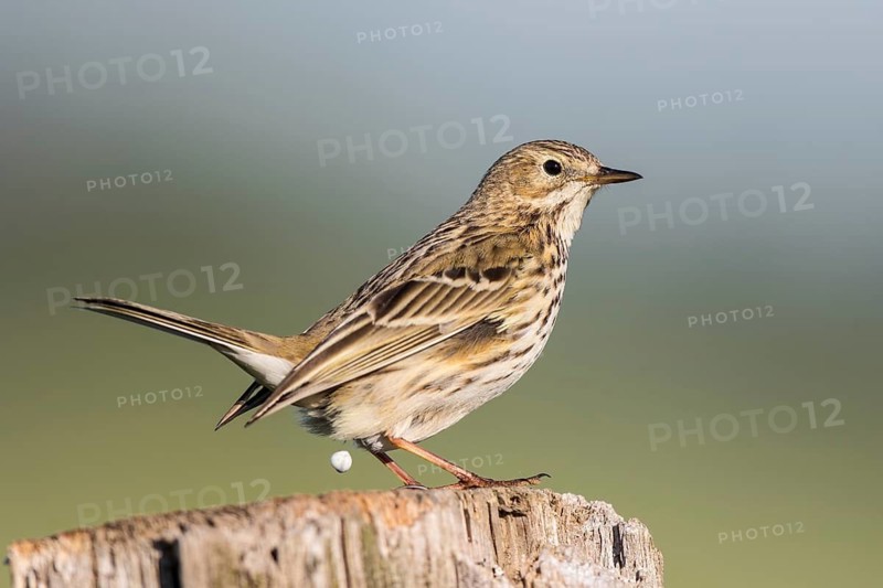 Meadow Pipit (Anthus pratensis) perched on pale, North Rhine-Westphalia, Germany