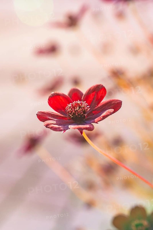 Red flower in soft pastel colours and a softly drawn background, Nagold, Black Forest, Germany