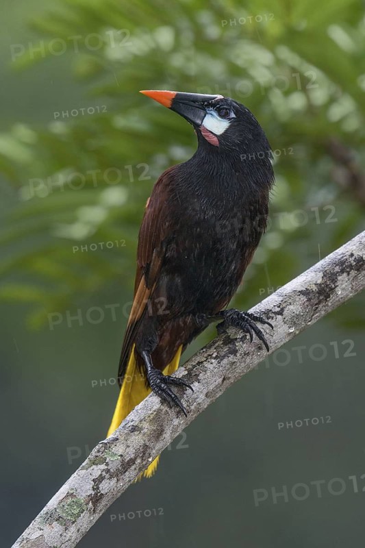 Montezuma Oropendola (Psarocolius montezuma), Costa Rica