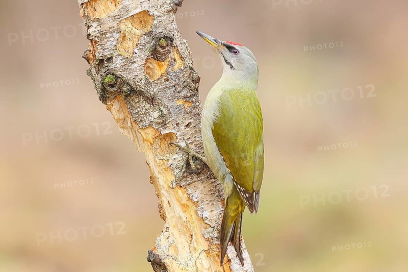Grey-headed woodpecker (Picus canus), or lesser spotted woodpecker, male at a rotten birch, wildlife, woodpeckers, nature photography, Neunkirchen, autumn, Siegerland, North Rhine-Westphalia, Germany