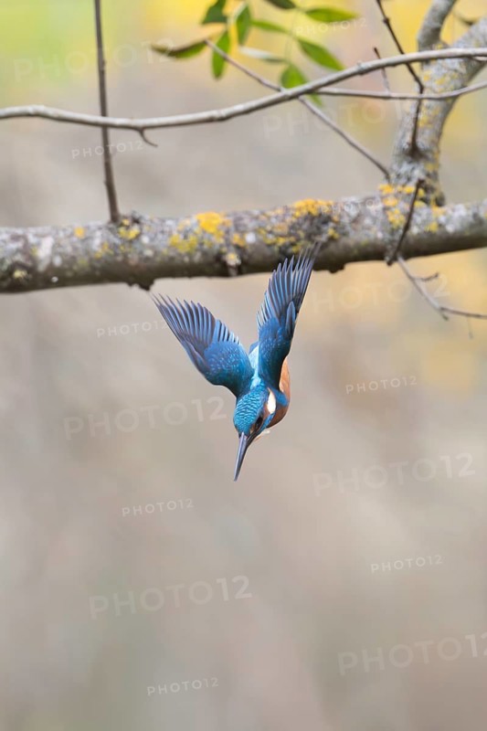 A stunning kingfisher captured in mid-dive, showcasing its vibrant blue feathers against a subtle, soft background
